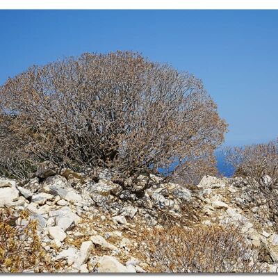 Wandbild: Wilde Macchia auf Naxos 2 - viele Größen - Querformat 4:3 - viele Größen & Materialien – Exklusives Fotokunst-Motiv als Leinwandbild oder Acrylglasbild zur Wand-Dekoration