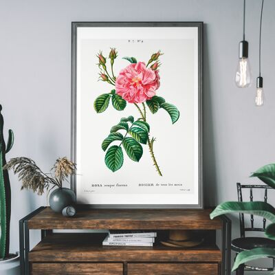 Thorny Single Rose Vintage Antique Print - 50x70cm - 230gsm Matte Paper