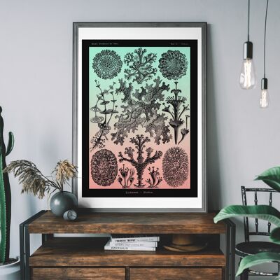 Lichens Rose et Teal Vintage Antique Print - 50x70cm - Papier Mat 230gsm