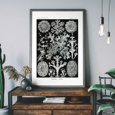 Lichens Vintage Antique Print Noir et Blanc - 50x70cm - Papier Mat 230gsm