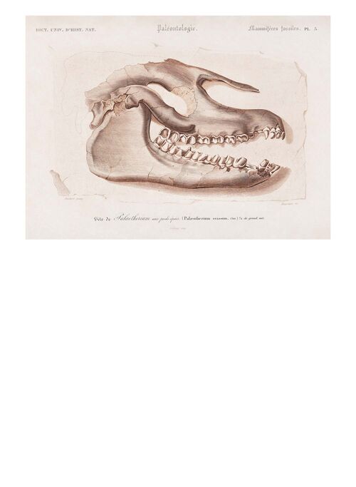 Fossil Skull Vintage Antique Print - 50x70 - Matte