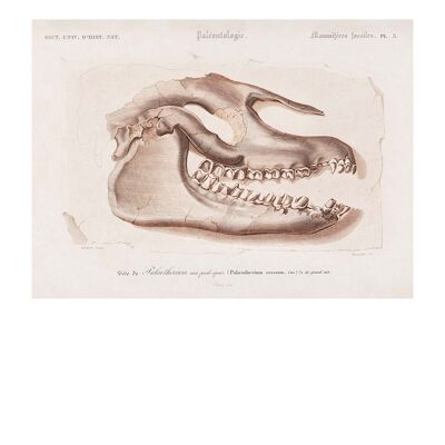 Fossil Skull Vintage Antique Print - 50x70 - Mat