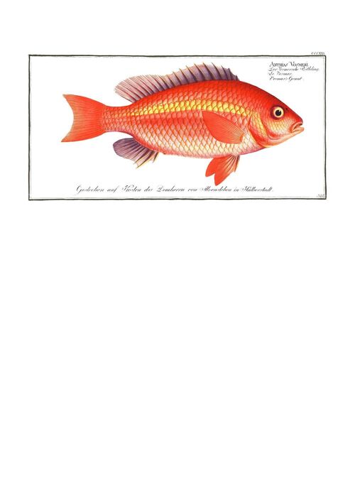 Goldfish Antique Vintage Print - 50x70 - Matte