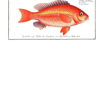 Goldfisch Antiker Vintage Druck - 50x70 - Matt