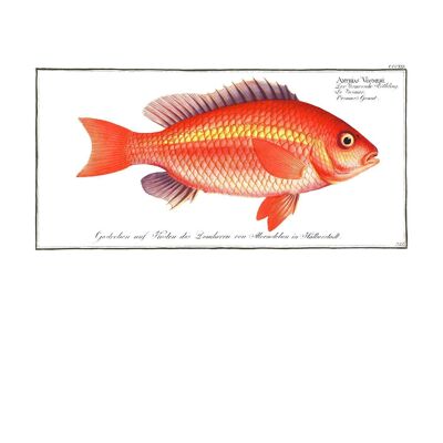 Goldfish Antique Vintage Print - 50x70 - Matte