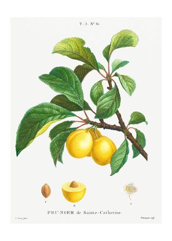 Yellow Plum Branch Antique Vintage Fruit Print - 50x70cm - Papier mat 230gsm 10