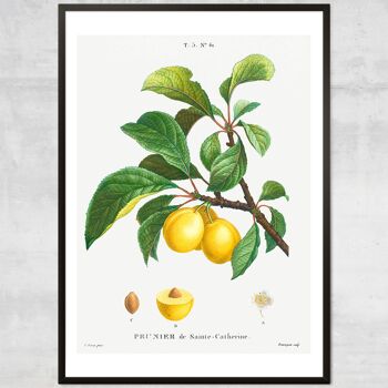 Yellow Plum Branch Antique Vintage Fruit Print - 50x70cm - Papier mat 230gsm 3