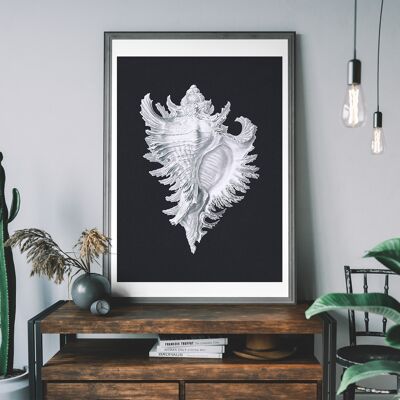 Large Conch Sea Shell Black and White Antique Print - 50x70cm - 230gsm Matte Paper