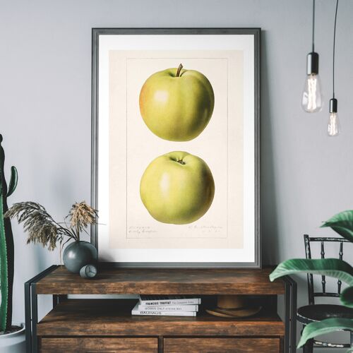 Two Apples Vintage Antique Print - 50x70cm - 230gsm Matte Paper