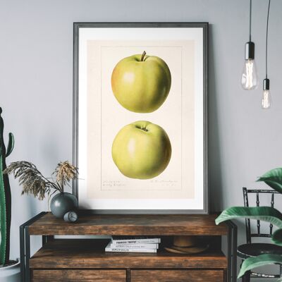 Impresión antigua vintage de dos manzanas - 50x70 cm - Papel mate de 230 g / m2