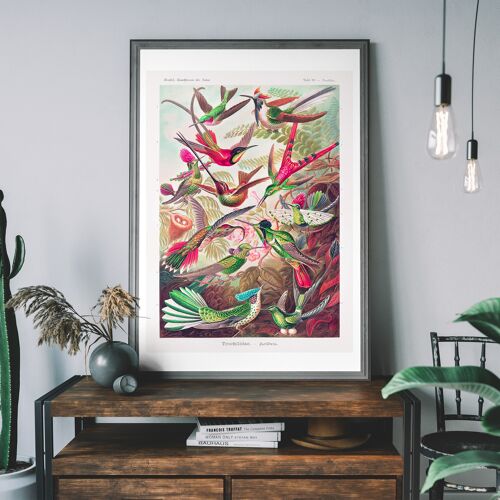 Tropical Birds Vintage Antique Print - 50x70cm - 230gsm Matte Paper