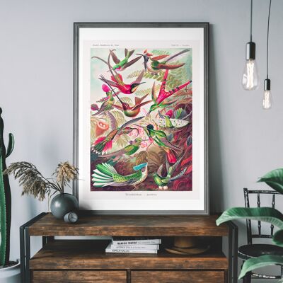 Tropical Birds Vintage Antique Print - 50x70cm - Papier Mat 230gsm