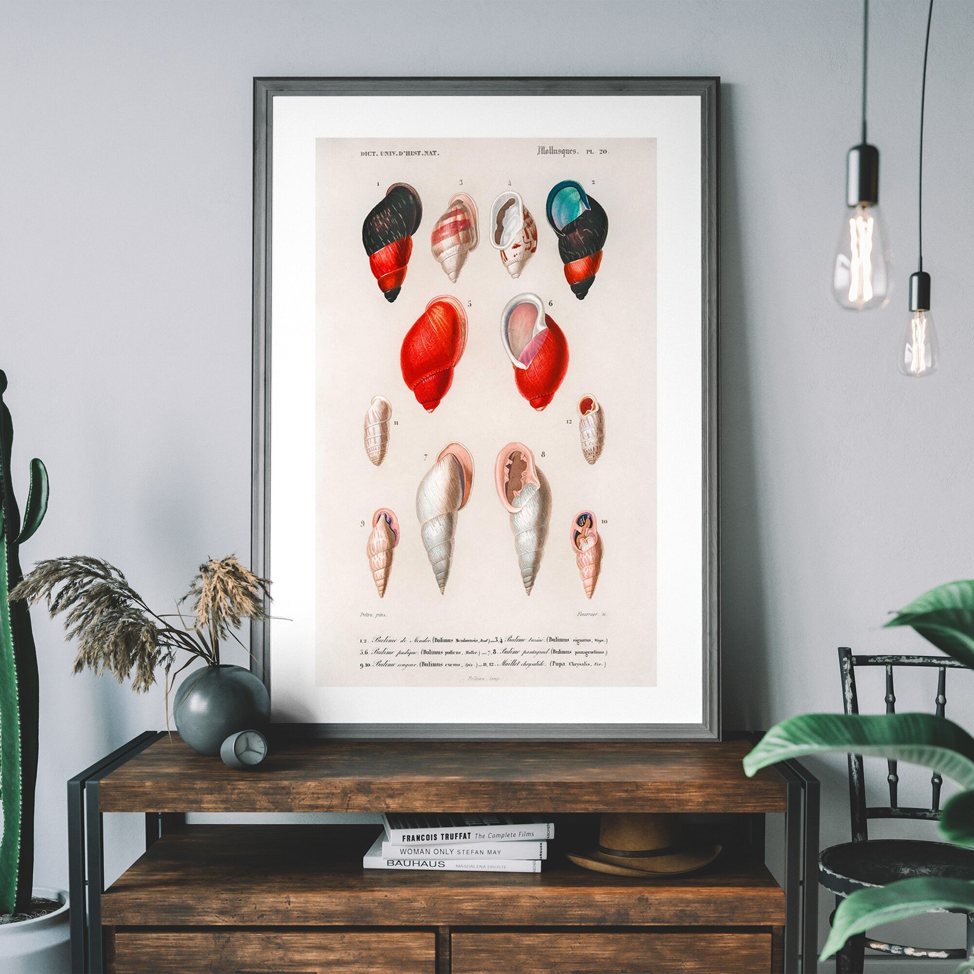 Conchiglie di mare 2 stampa antica - 50x70 cm - Carta opaca da 230 g/mq