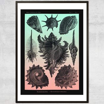 Sea Shells Rose et Vert Vintage Antique Print - 50x70cm - Papier Mat 230gsm 4