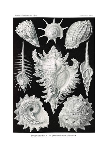 Sea Shells Antique Print - 50x70cm - Papier Mat 230gsm 9