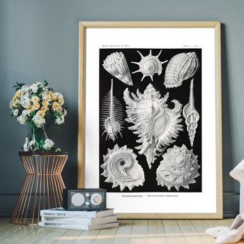 Sea Shells Antique Print - 50x70cm - Papier Mat 230gsm 7