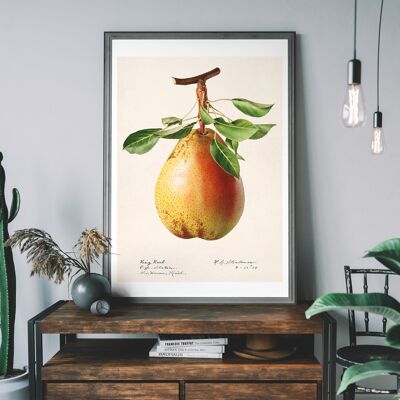 Large Pear Vintage Antique Print - 50x70cm - 230gsm Matte Paper