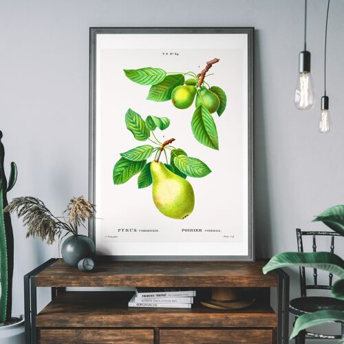 Two Pears Vintage Antique Print - 50x70cm - 230gsm Matte Paper