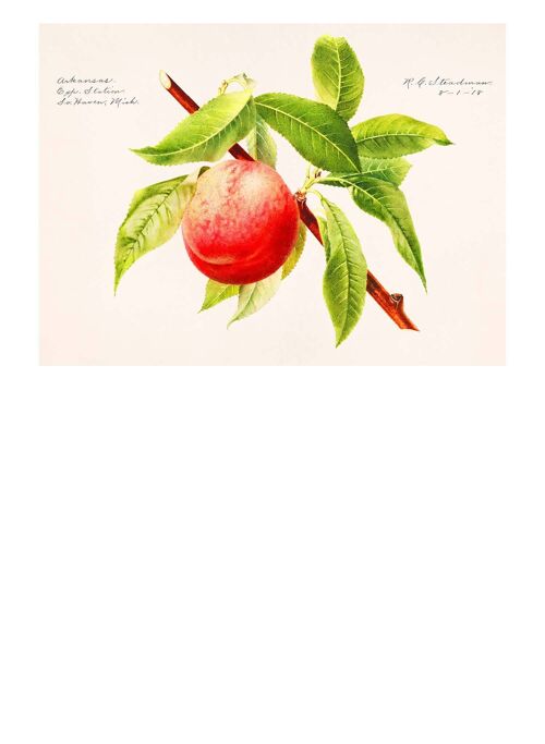 Peach Branch Vintage Antique Print - 50x70 - Matte