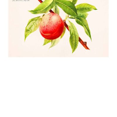 Peach Branch Vintage Antiker Druck - 50x70 - Matt