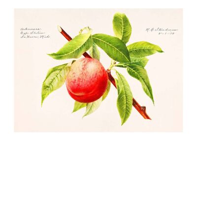 Peach Branch Vintage Antique Print - 50x70 - Mat