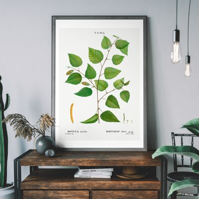 Paper Birch Branch Leaves Antique Print - 50x70cm - 230gsm Matte Paper