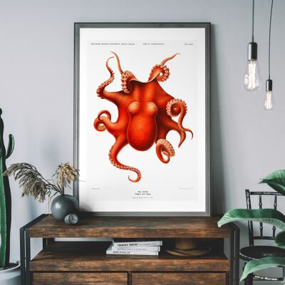 Impresión antigua vintage de pulpo - 50x70 cm - Papel mate de 230 g / m2