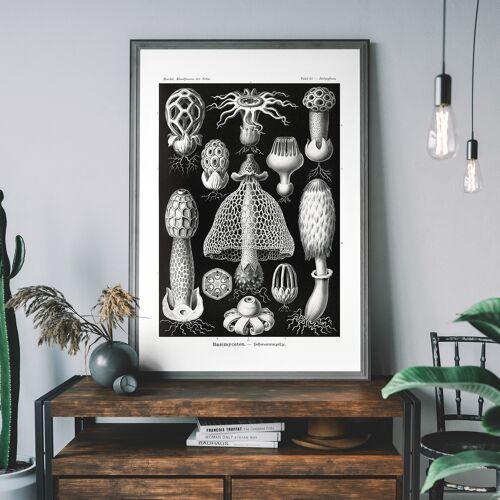 Mushrooms Diagram Black and White Vintage Antique Print - 50x70cm - 230gsm Matte Paper
