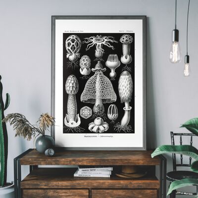 Champignons Diagramme Noir et Blanc Vintage Antique Print - 50x70cm - Papier Mat 230gsm