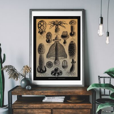 Champignons Diagramme Vintage Antique Print - 50x70cm - Papier Mat 230gsm