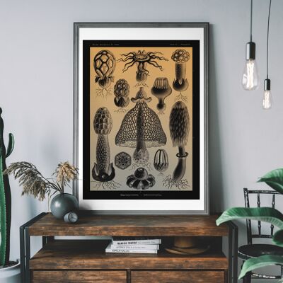 Diagramma di funghi Stampa antica vintage - 50x70 cm - Carta opaca 230 gsm