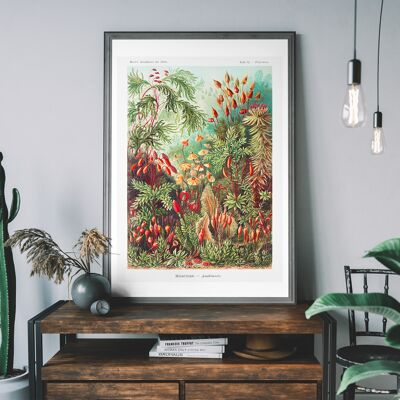 Mushroom Forest Vintage Antique Print - 50x70cm - Papier Mat 230gsm