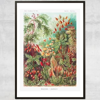 Mushroom Forest Vintage Antique Print - 50x70cm - Papier Mat 230gsm 3