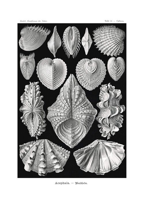 Mollusk Sea Shells Vintage Antique Print - 50x70 - Matte