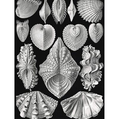 Mollusk Sea Shells Vintage Antique Print - 50x70 - Matte