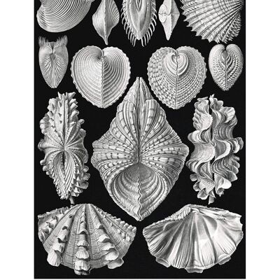Impresión antigua vintage de conchas de mar de moluscos - 50 x 70 - Mate
