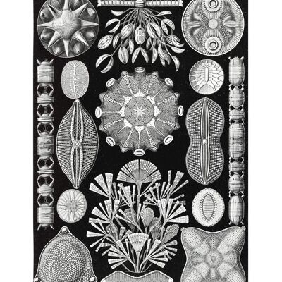 Impresión antigua vintage en blanco y negro de vida marina - 50 x 70 - mate