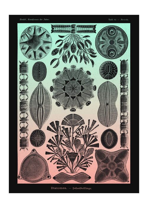 Marine Life Pink and Green Vintage Antique Print - 50x70 - Matte