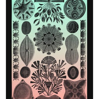 Impresión antigua vintage rosa y verde de vida marina - 50 x 70 - mate