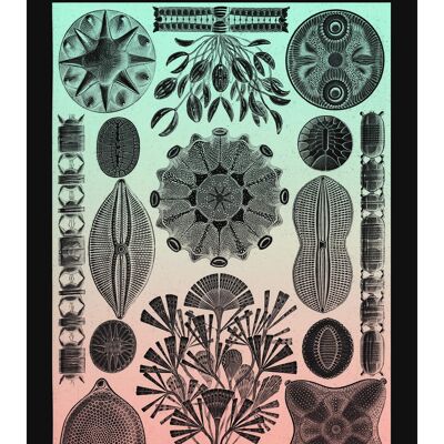 Impresión antigua vintage rosa y verde de vida marina - 50 x 70 - mate