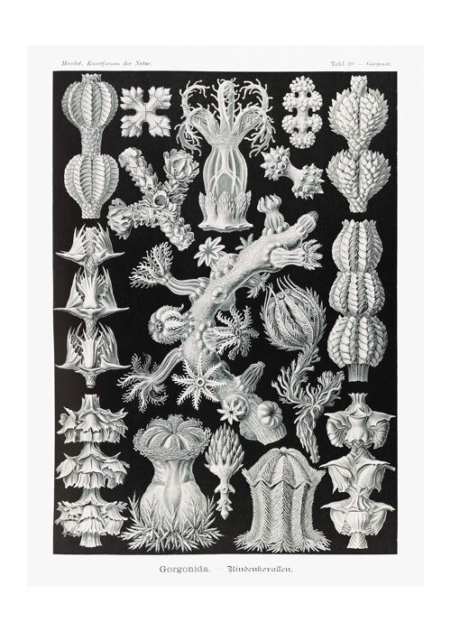 Corals Black and White Antique Print - 50x70 - Matte