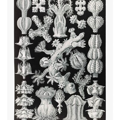 Korallen Schwarzweiss-Antikdruck - 50x70 - Matt