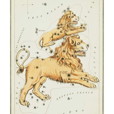 Impresión antigua de Leo Major y Leo Minor Astrology - 50 x 70 - Mate