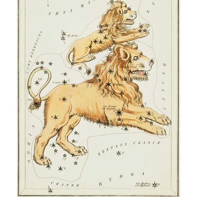 Leo Major et Leo Minor Astrologie Antique Print - 50 x 70 - Mat