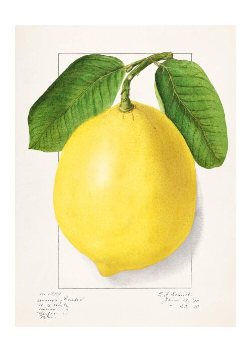 Large Lemon Vintage Antique Print - 50x70 - Matte