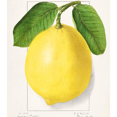 Stampa antica vintage grande limone - 50x70 - Opaco
