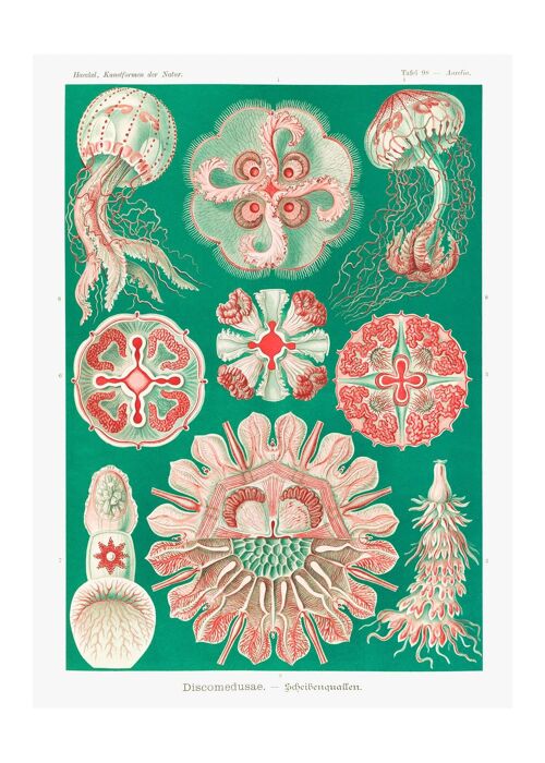 Jellyfish Green and Pink Vintage Antique Print - 50x70 - Matte