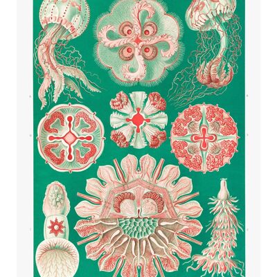 Jellyfish Green and Pink Vintage Antique Print - 50x70 - Matte