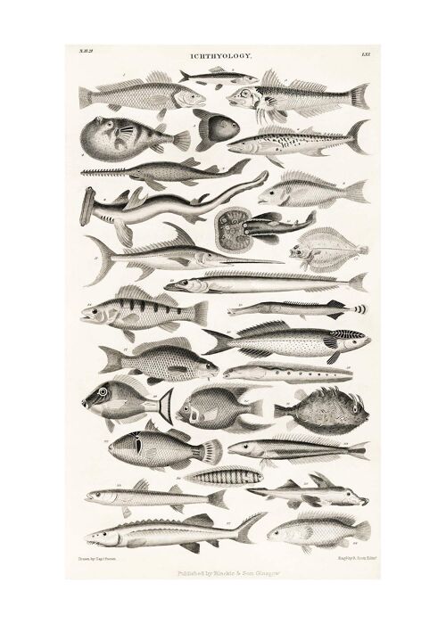 Fish Chart Vintage Antique Print - 50x70 - Matte