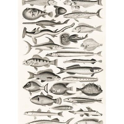 Gráfico de peces Vintage antiguo grabado - 50 x 70 - Mate